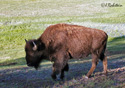 Bison bison